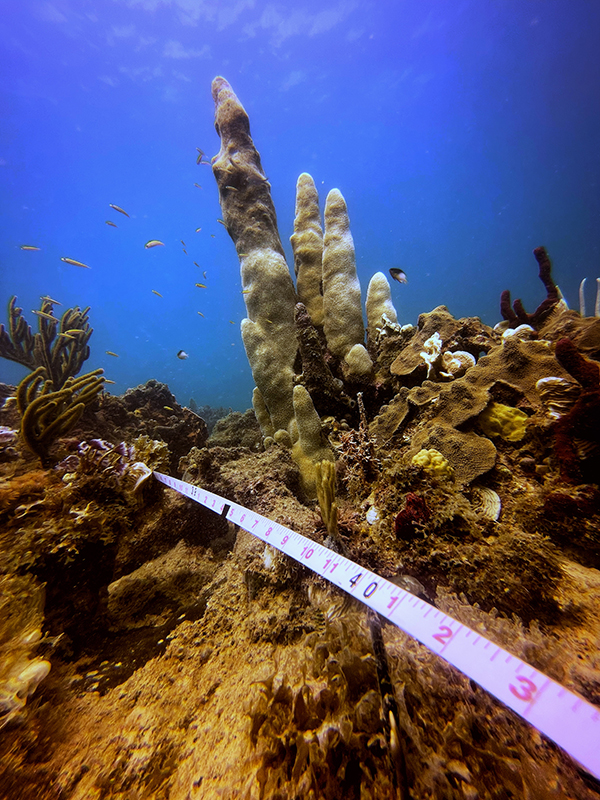 Image: coral_8.jpg
