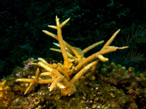 invertebrates