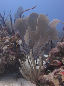 Dominicus Reef