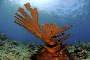 elknorn coral